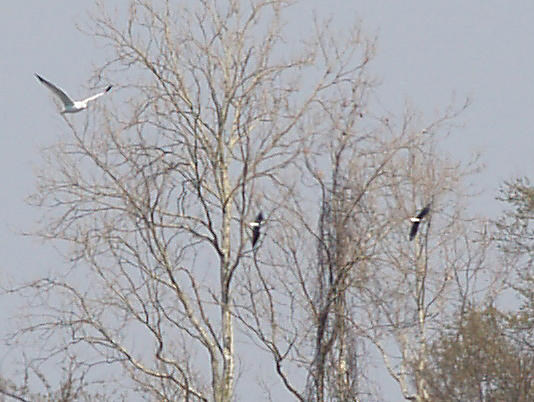 Black-necked Stilt - 3-20-10 - pair TVA Lake