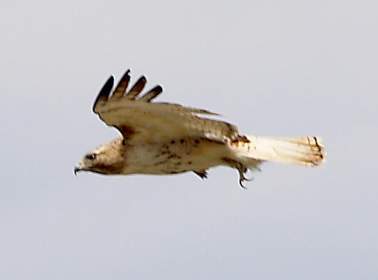 Red-tailed Hawk - 3-20-10 eastern - pale tail