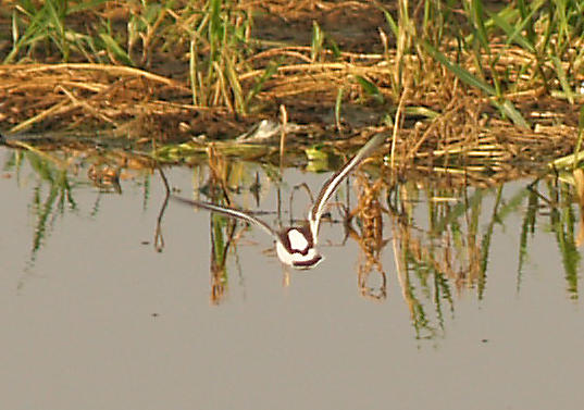 Ruddy Turnstone - 9-11-10 NTP in flight 