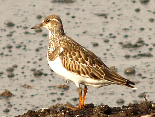 Ruddy Turnstone - 9-11-10 NTP immature