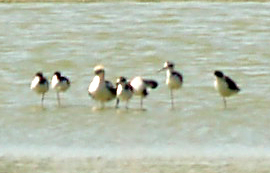 Avocet - 9-12-10 MS. RV. Mud Is.