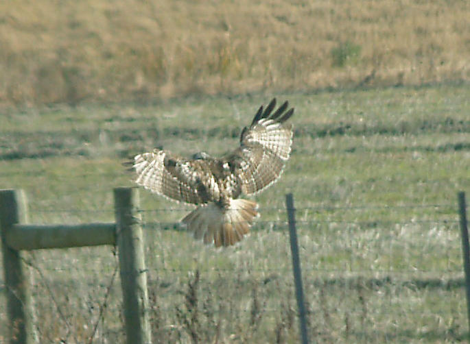 Red-tailed Hawk - 11-24-2012 - Kriders adult
