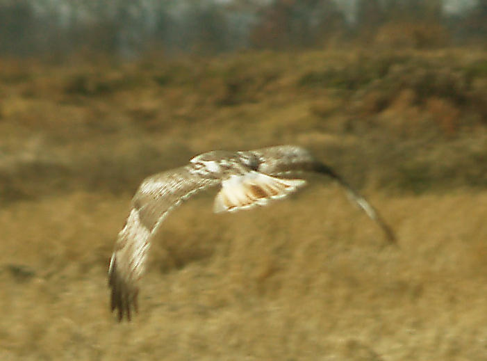 Red-tailed Hawk - 11-24-2012 - Kriders in tail molt. Hwy 67 AR.