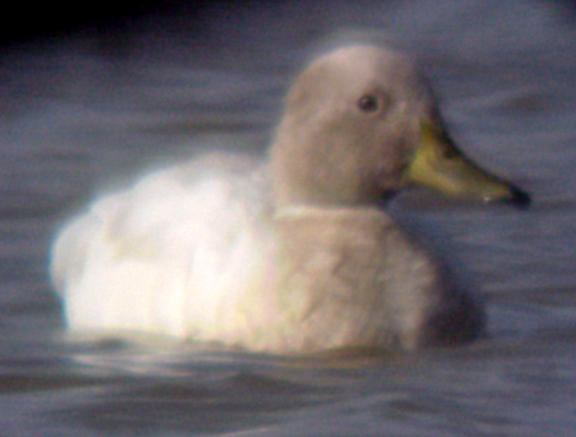 Mallard - male - dilute pl.- head on