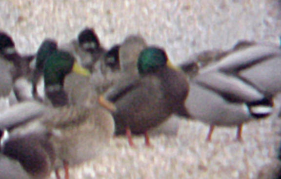 Mallard - melanistic - 11-19-05 Lauderdale Waterfowl Refuge