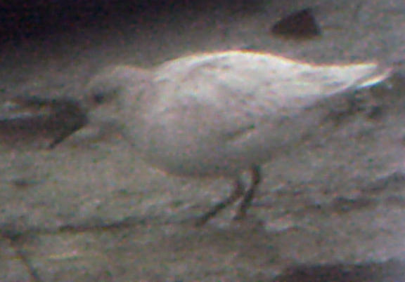 Least Sandpiper - leucistic - 12-3-05 -  Lake Co. TN