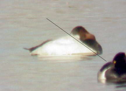 Canvasback - sleeping