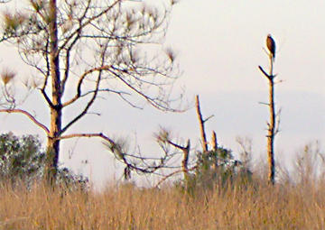 Harris's Hawk - January  8, 2006 Dauphin IS. Alabama
