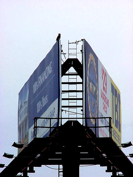 Urban - Red-tailed Hawk - nest site