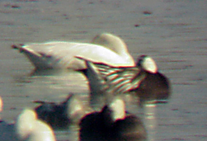 Rosss Goose