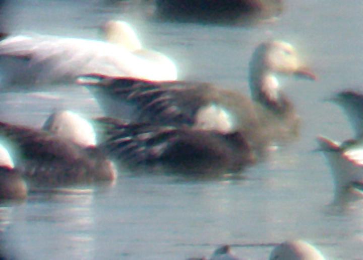 Rosss Goose
