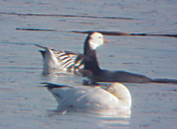 Rosss Goose