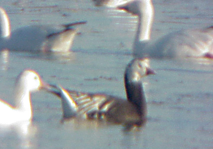 Rosss Goose