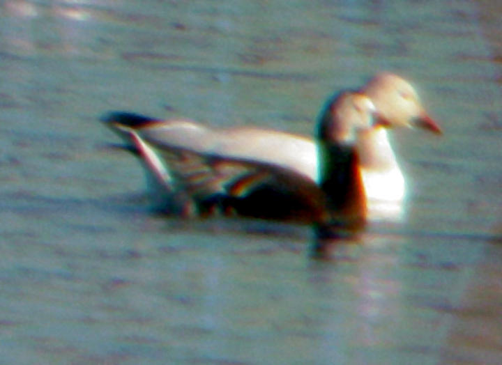 Rosss Goose
