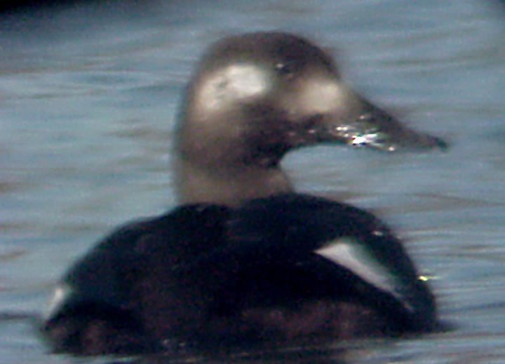 White-winged Scoter - 12-24-07 Coro Lake