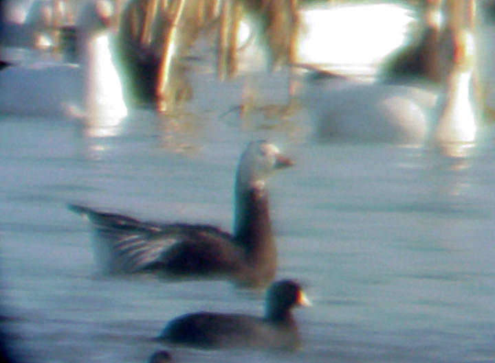 Rosss Goose - 12-30-07
