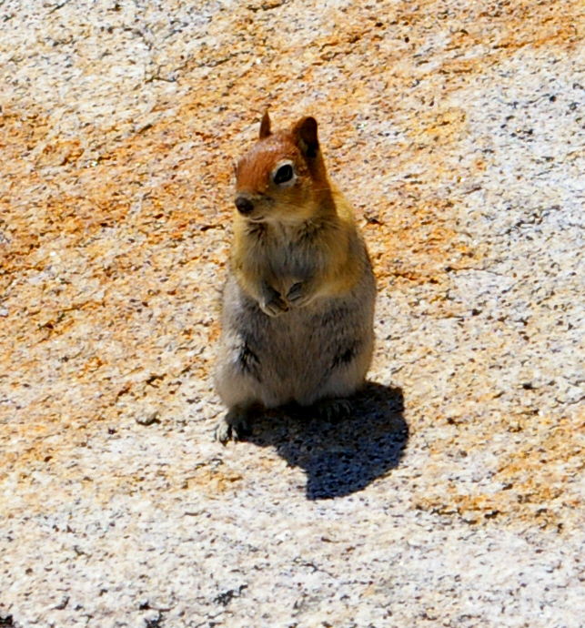 North_Dome_Chipmunk.jpg