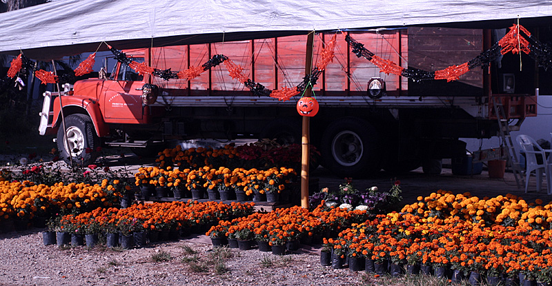 Flowers for the Day of the Dead 2352