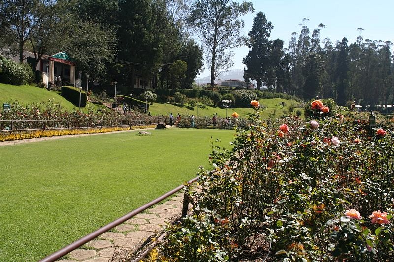 Rose garden
