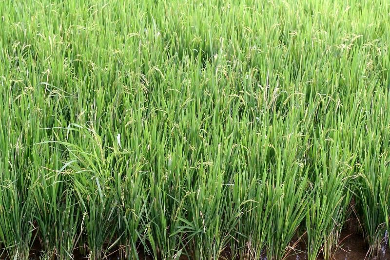 Rice close up