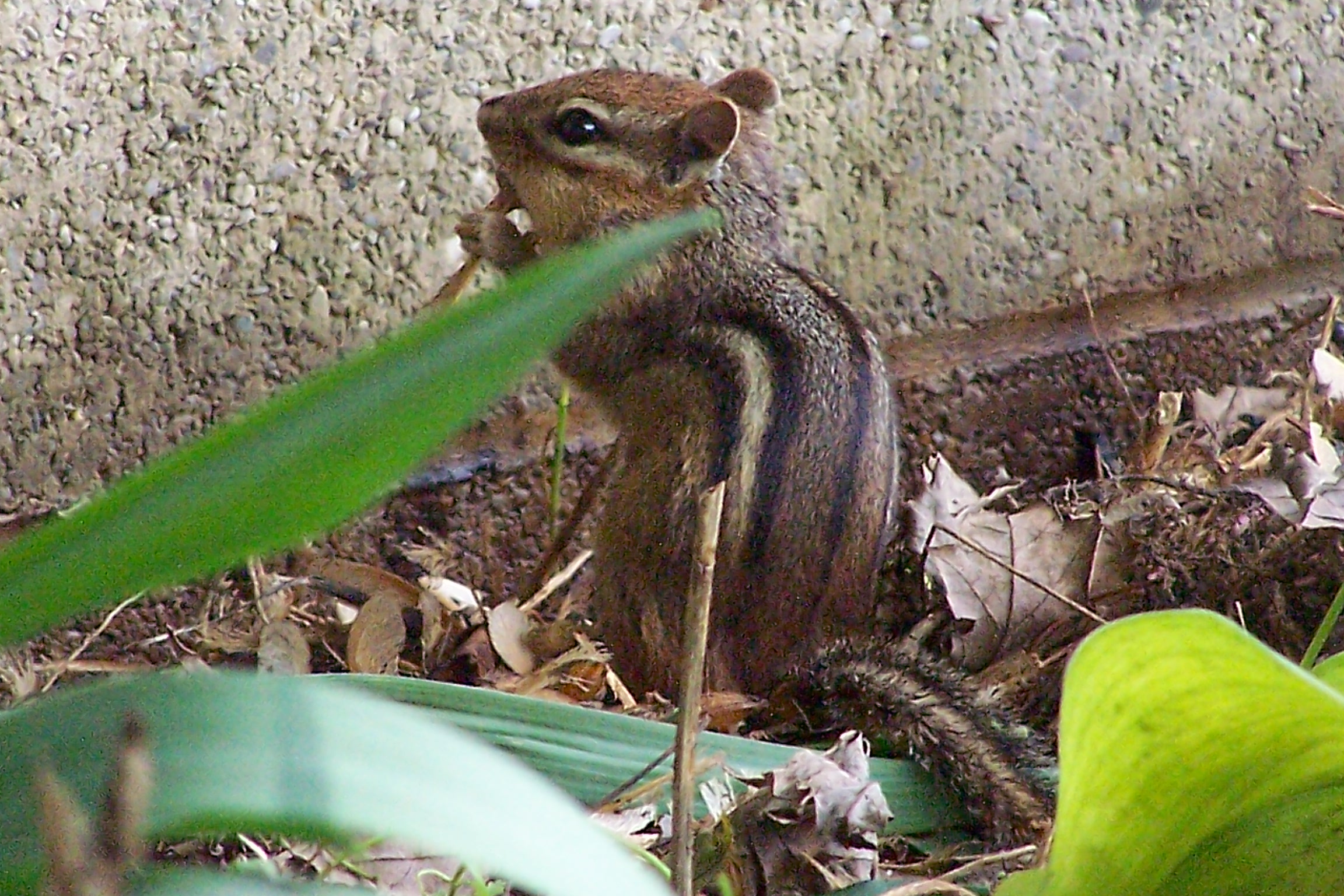 backyard chipmunk