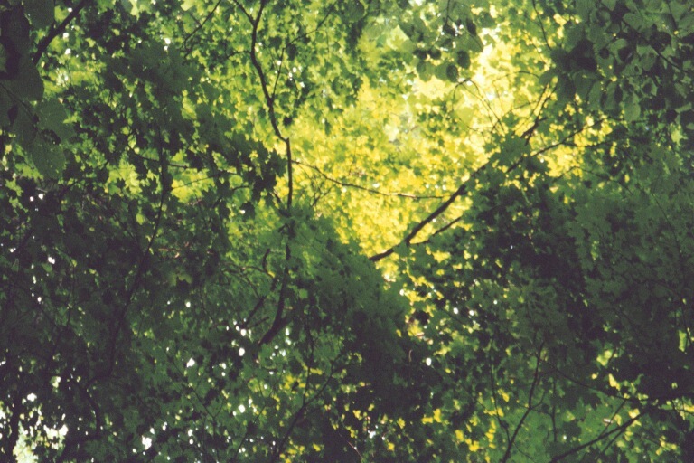 canopy above