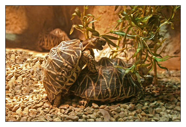Turtle/Turtle