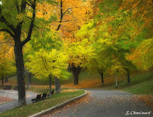 Parc Lafontaine- sentier - Little Road in the Park