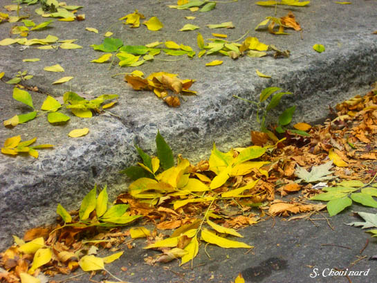 Fall leaves - Feuilles dautomne