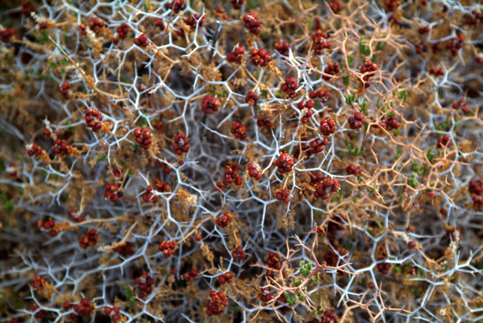 Wild Plant in Anjara.JPG