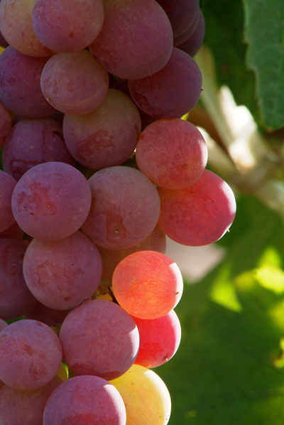 Grapes 3.JPG