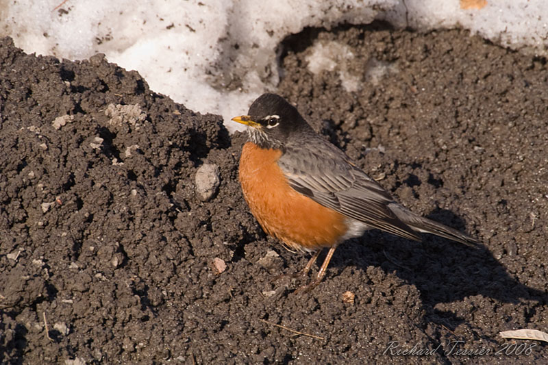 20080330 Merle damrique - Parc-nature de la Pointe-aux-Prairies pict6712.jpg