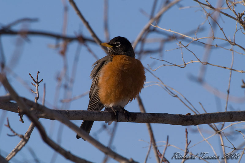 20080330 Merle damrique - Parc-nature de la Pointe-aux-Prairies pict6724.jpg