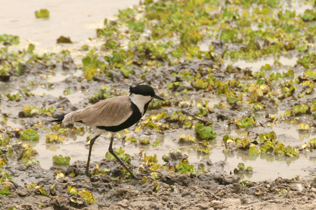 Spur-winged Lapwing (Vanellus spinosus)