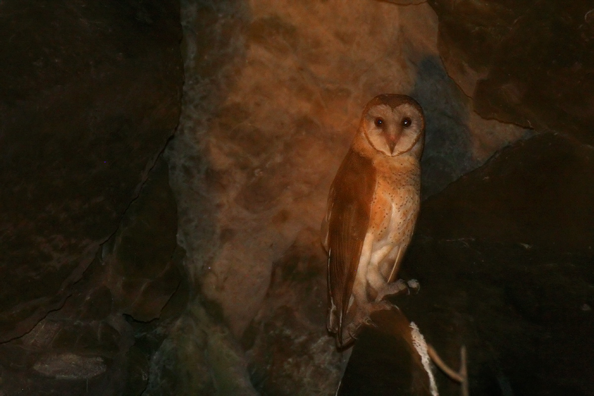 Sulawesi Masked Owl (Tyto rosenbergii)