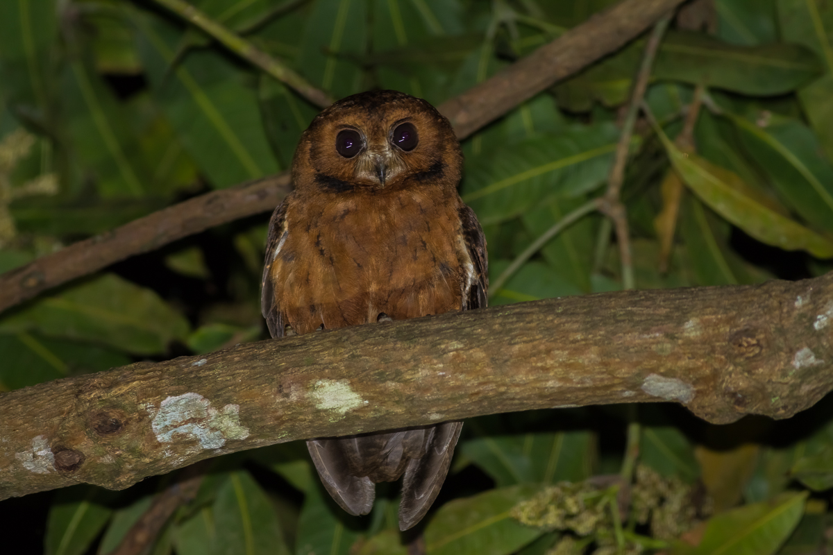 Mohéli Scops Owl (Otus moheliensis)