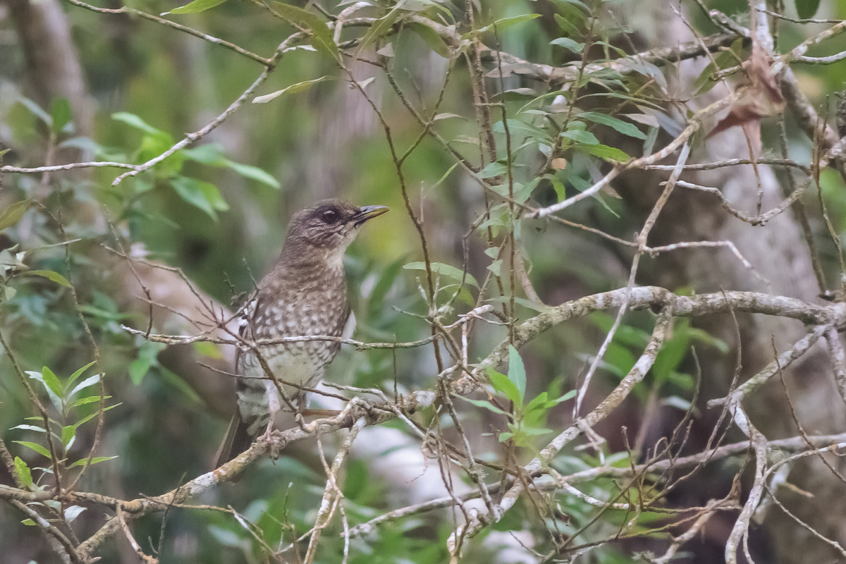 Anjouan Thrush (Turdus bewsheri)