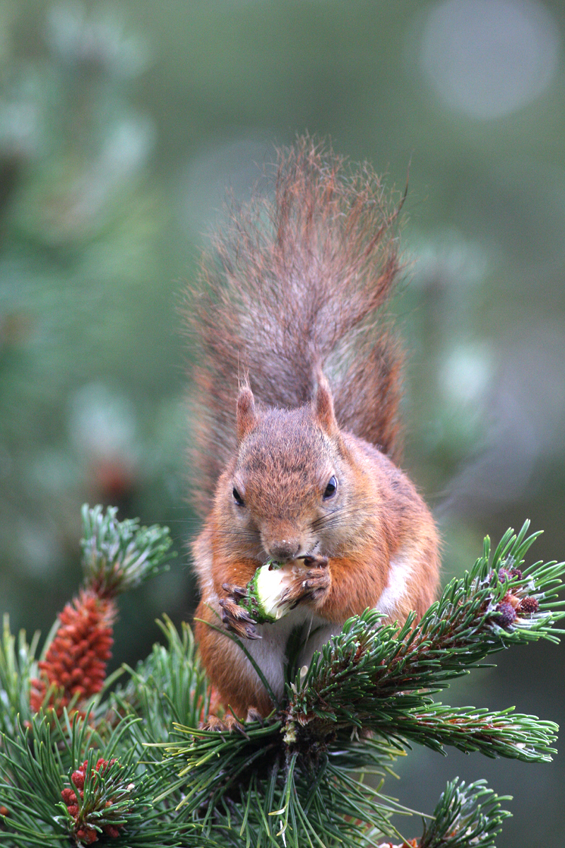 Eurasian Red Squirrel (Sciurus vulgaris)