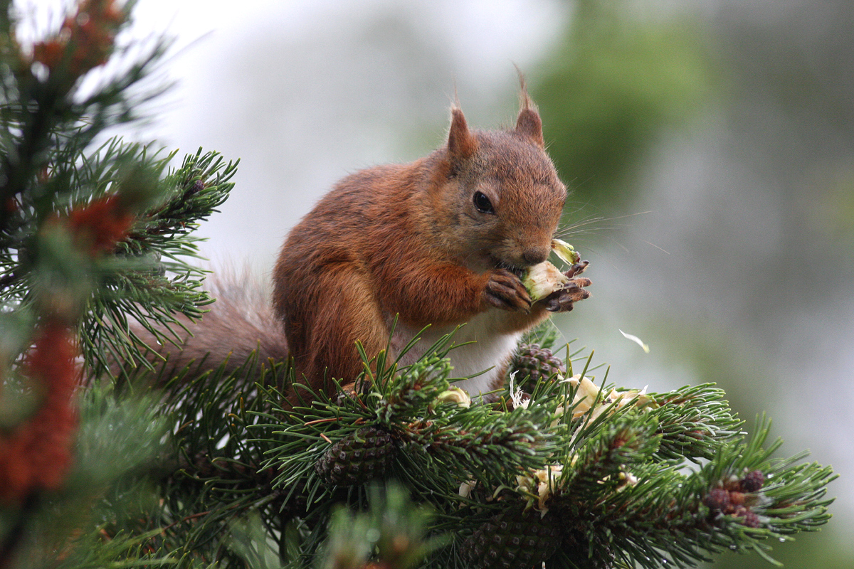 Eurasian Red Squirrel (Sciurus vulgaris)