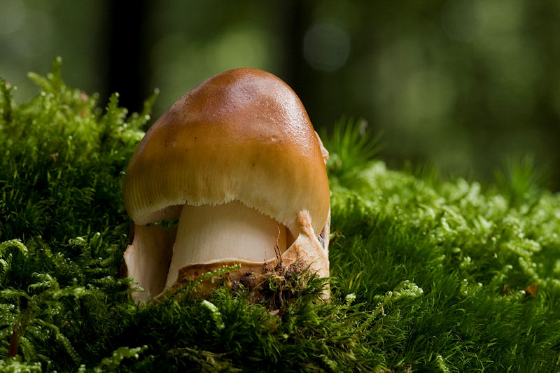 Amanita fulva - Roodbruine Slanke Amaniet - Tawny Grisette