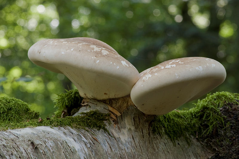 Piptoporus betulinus - Berkenzwam -  Birch Bracket