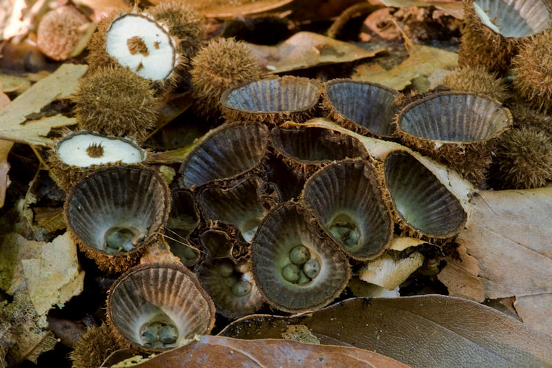 Cyathus striatus - Gestreept Nestzwammetje - Fluted Birds Nest