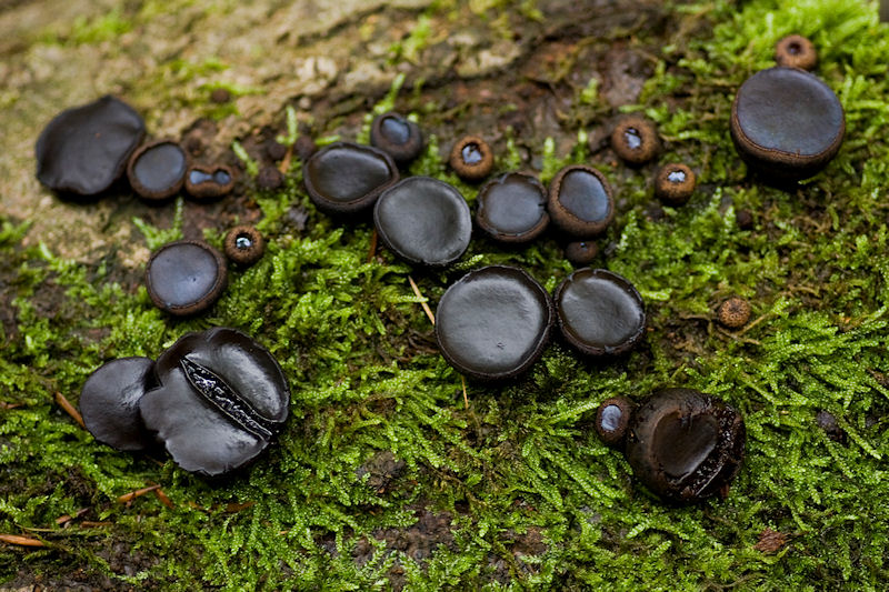Bulgaria inquinans - Zwarte Knoopzwam - Black Bulgar