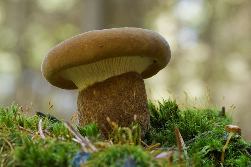 Tapinella atrotomentosa - Zwartvoetkrulzoom - Velvet Rollrim