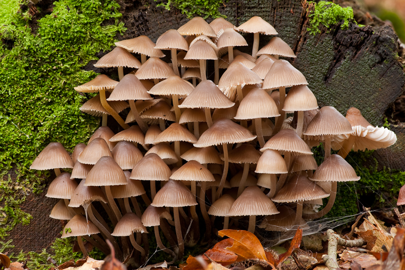 Mycena galericulata - Helmmycena - Common Bonnet