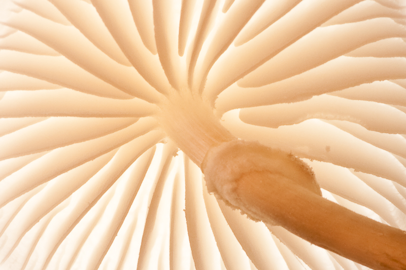 Oudemansiella mucida - Porseleinzwam - Porcelain Fungus