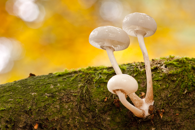 Oudemansiella mucida - Porseleinzwam - Porcelain Fungus