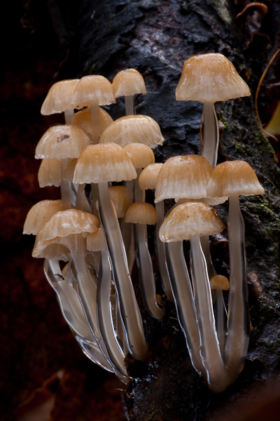 Mycena rorida - Slijmsteelmycena - Dripping Bonnet