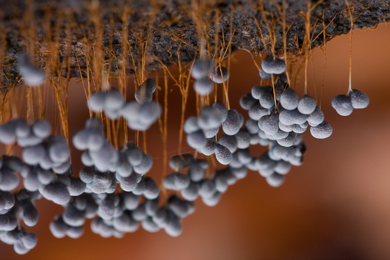 Badhamia utricularis -Troskalknetje