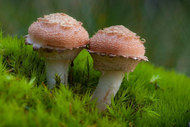 Armillaria ostoyae - Sombere Honingzwam - Dark Honey Fungus